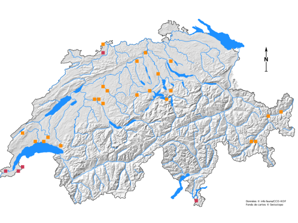 Carte de distribution de Chelidurella acanthopygia