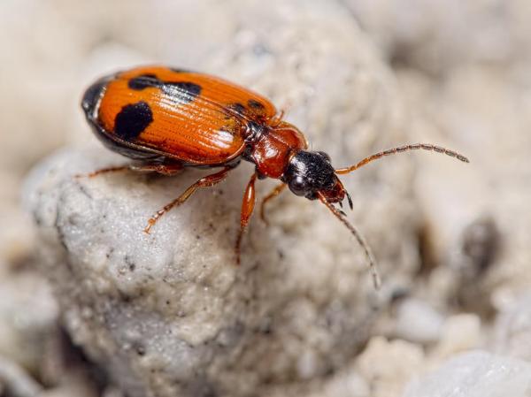 Coléoptère: Lebia trimaculata