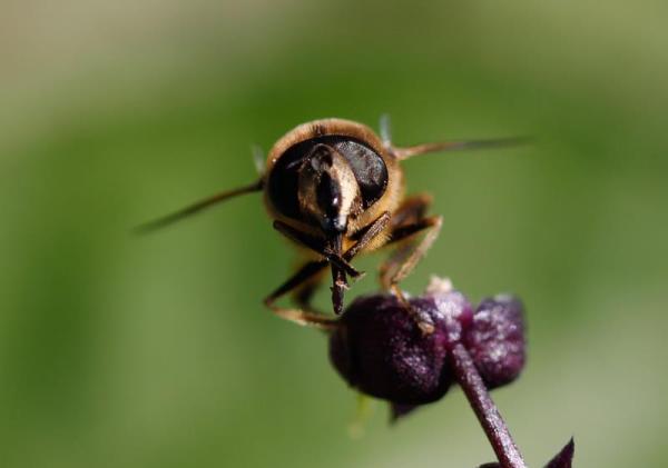 Eristalis tenax (© Lisa Fisler) Le syrphe Eristalis tenax