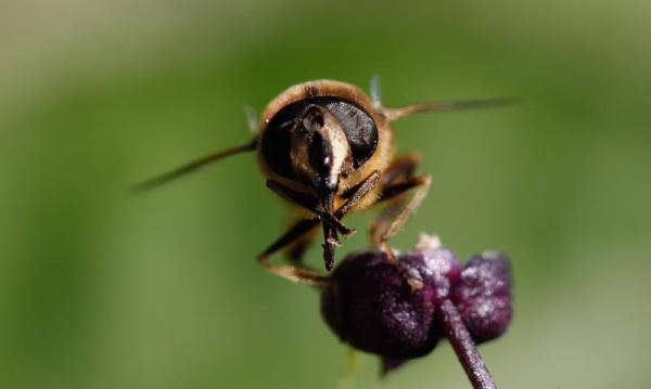 Schwebfliegenart Eristalis tenax (© Lisa Fisler) Die Schwebfliegen-Art Eristalis tenax