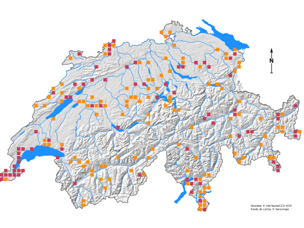 Carte de distribution de Forficula auricularia