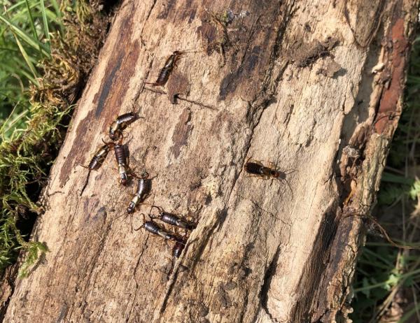 Eine kleine Gruppe Ohrwürmer (Forficula auricularia), welche sich unter einem - im Bild umgedrehten - Eichenast versteckt hat (© Christian Monnerat)