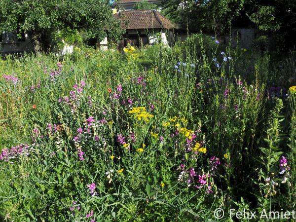 Prairie fleurie avec des fleurs jaunes et roses