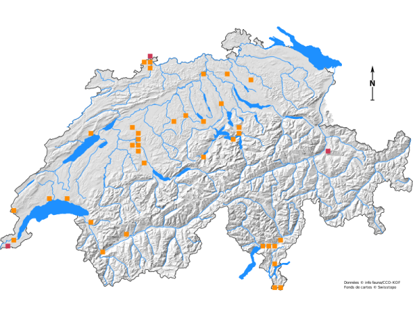 Verbreitungskarte von Labia minor