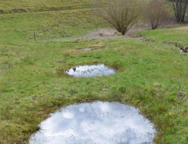 Plusieurs mares peu profondes dans une prairie