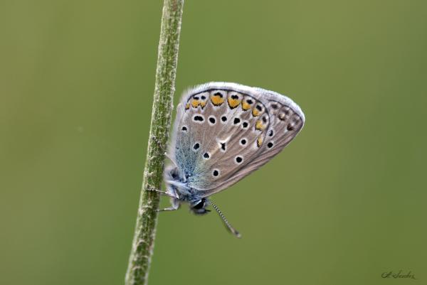 Polyommatus icarus (© Andreas Sanchez) Papillon Polyommatus icarus