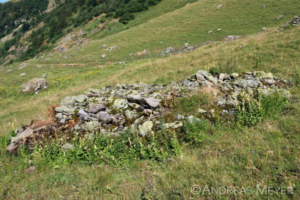 Leseteinhaufen in einer Bergwiese