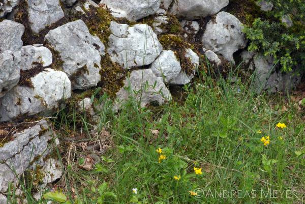 Trockenmauer