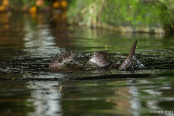 Zwei Fischotter spielen im Wasser eines Flusses (© Stéphane Raimond)