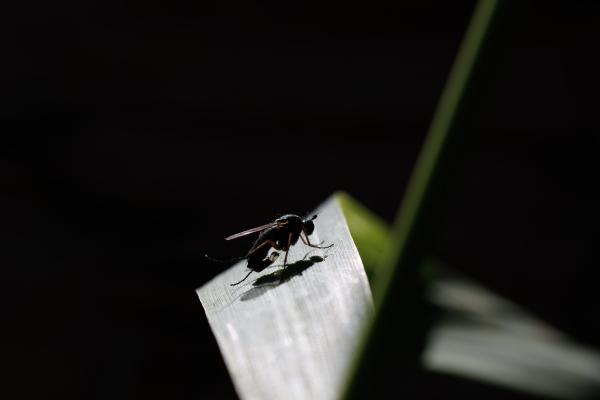 Dolichopodidae