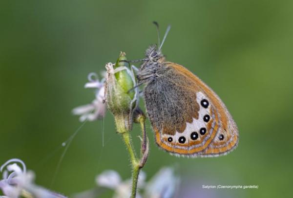 papillon