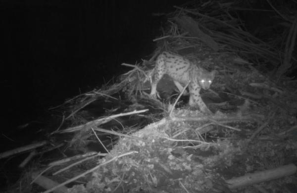 Luchs überquert einen Biberdamm