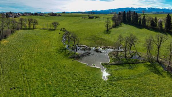 Wiese mit Gewässer