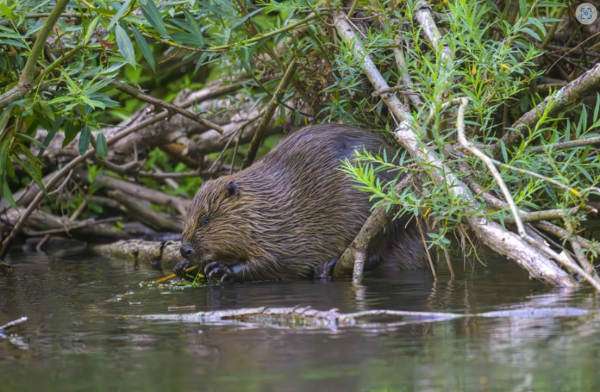 Biber am Wasser
