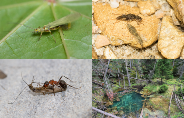Fotocollage von Insekten