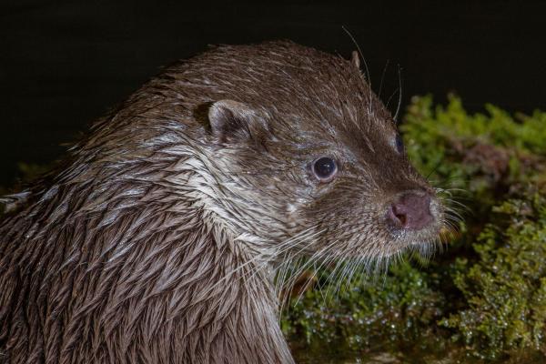 Fischotter (© Stéphane Raimond)
