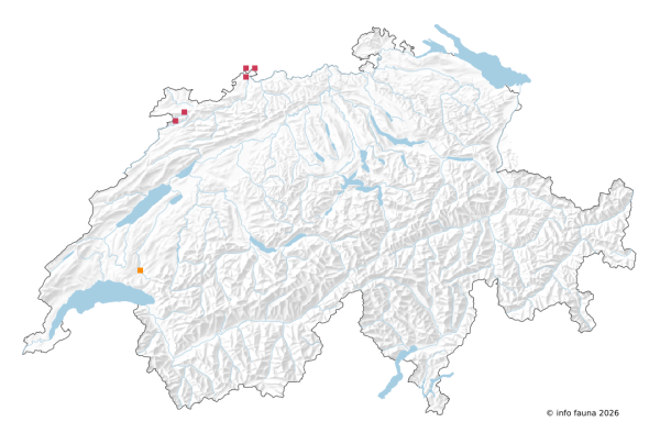Beobachtungskarte von Ecdyonurus insignis in der Schweiz