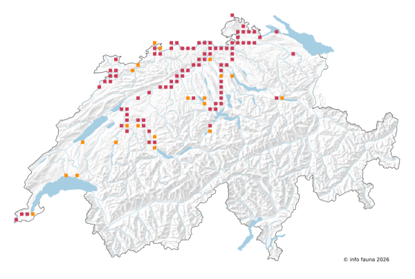 Beobachtungskarte von Heptagenia sulphurea in der Schweiz