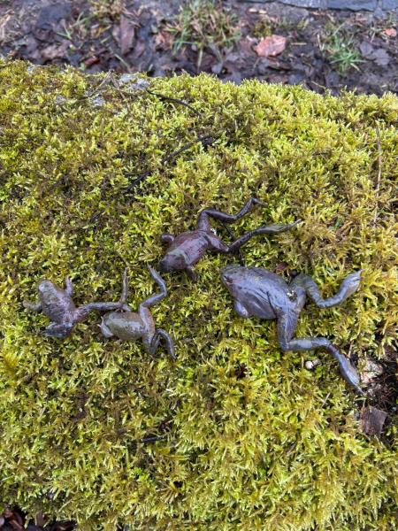 Des grenouilles mortes dans la mousse