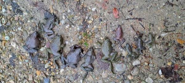 Grenouilles rousses mortes, 