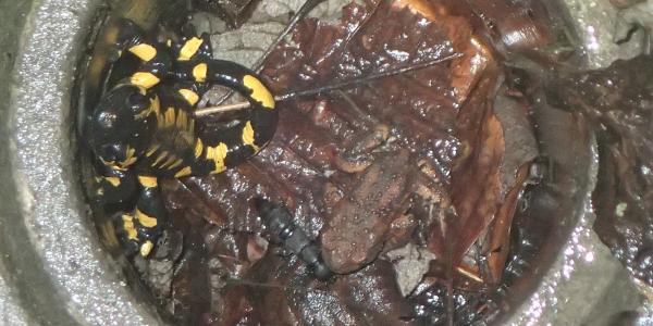 Salamandre tachetée et crapaud commun piégés dans un puits 
