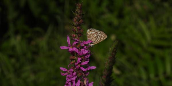 Papilllon Azuré de la luzerne (Leptotes pirithous) 