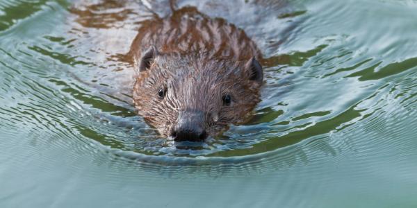 Schwimmender Biber