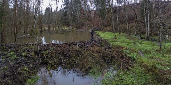 Drohnenaufnahme eines Biberreviers im Wald