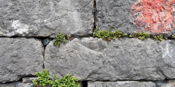 Une Couleuvre à collier helvétique dans un mur en pierres sèches