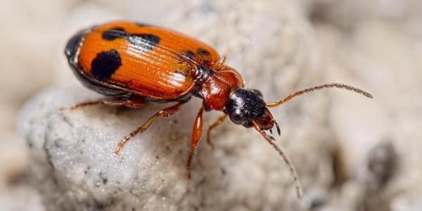 Käfer: Lebia trimaculata