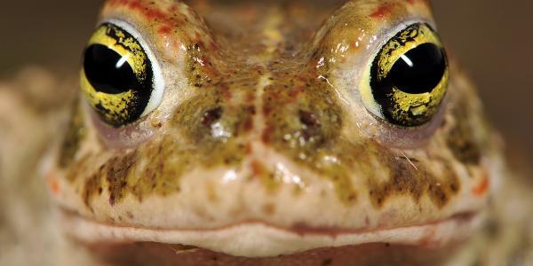 Portrait du Crapaud calamite