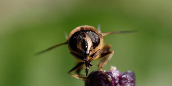 Le syrphe Eristalis tenax