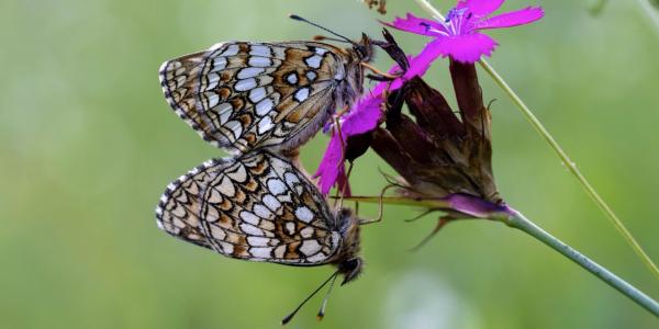 Zwei Scheckenfalter auf Blüte