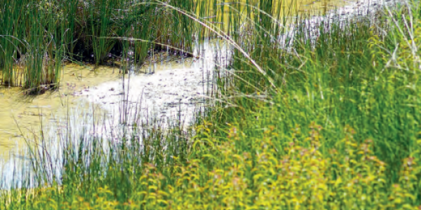 Titelbild Broschüre Naturnahe Teichgestaltung