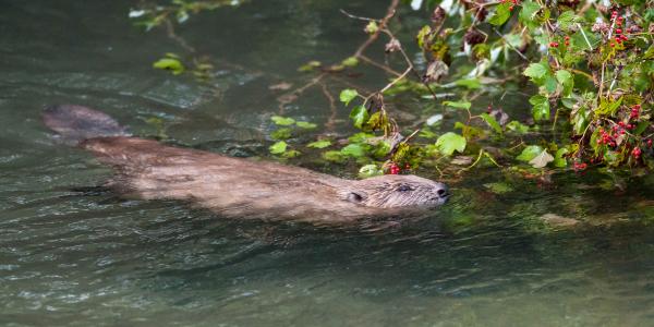 Biber im Wasser