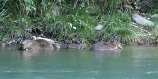 Erster Bibernachwuchs seit über 200 Jahren im Parc naturel régional Gruyère Pays-d’Enhaut