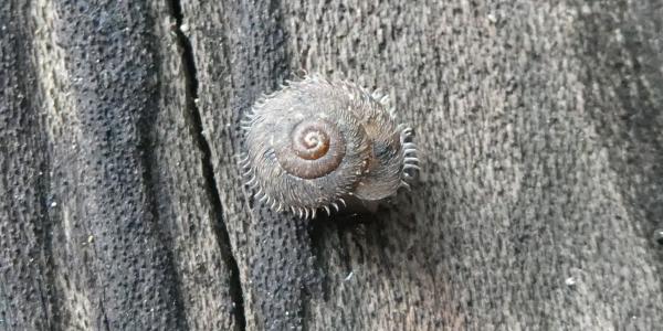 escargot Ciliella ciliata (© François Claude) escargot