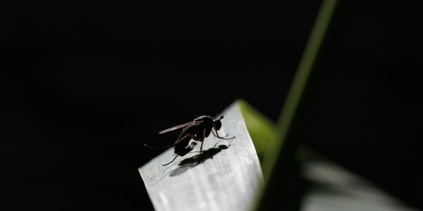 Dolichopodidae