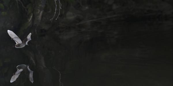 Wasserfledermaus über dem Wasser