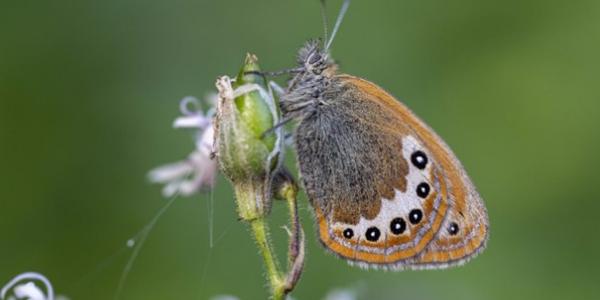 papillon