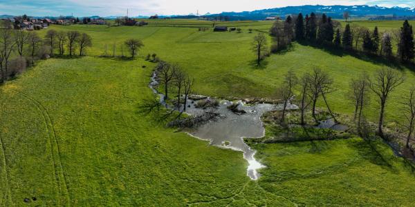 Wiese mit Gewässer