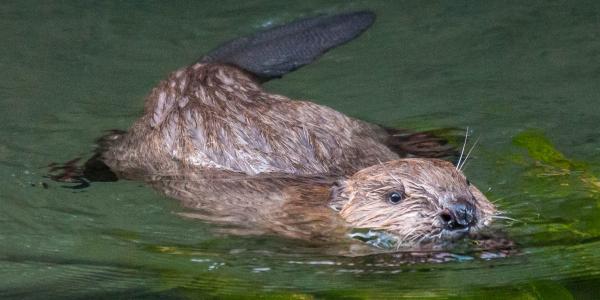 Schwimmender Biber 