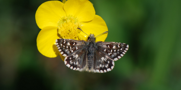 Pyrgus malvoides © Yannick Chittaro Pyrgus malvoides © Yannick Chittaro