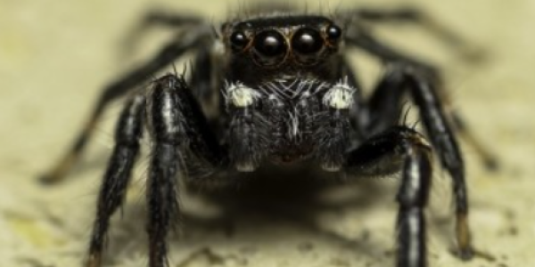 Araignée (© Pierre Loria) Araignée