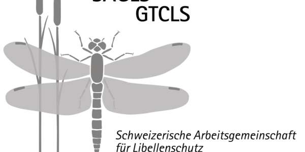 Logo avec Libellule