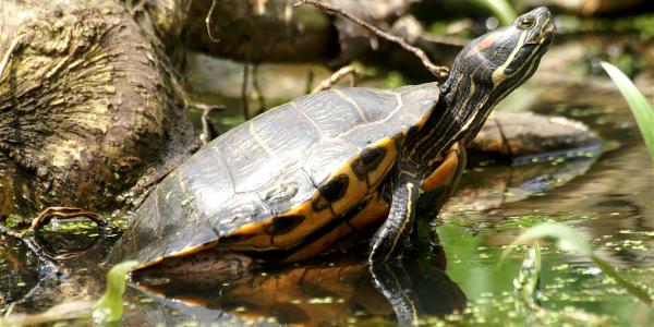  Rotwangen-Schmuckschildröte - Trachemys scripta elegans