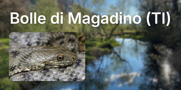 Nahaufnahme eines Reptils vor einer Landschaft in den Bolle di Magadino (TI) © Andreas Meyer