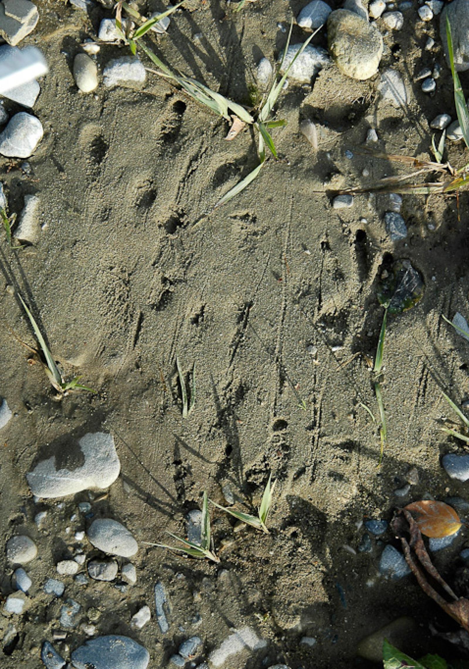  Empreintes de pattes arrière (à gauche) et avant (à droite) d’un castor dans le sable (© Christof Angst)