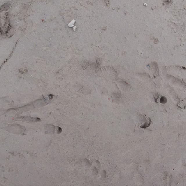 Empreintes de pattes arrière (à gauche) et avant (à droite) d’un castor dans le sable (© Christof Angst)