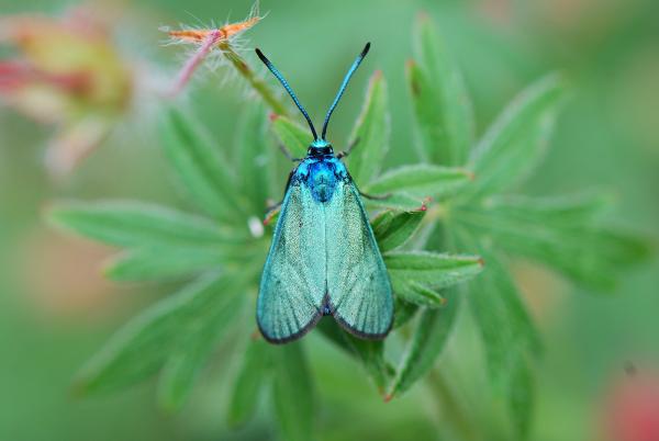 Adscita dujardini: papillon aux reflets vert bleuté